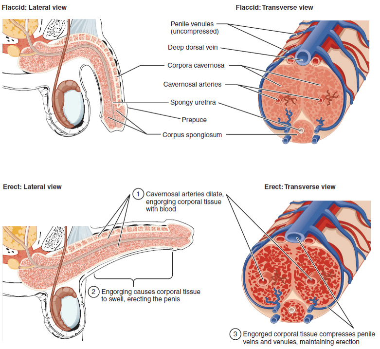 Anatomie_des_Penis Abbildung Anatomie der Penis